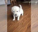 Puppy 5 English Cream Golden Retriever