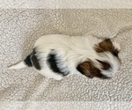 Small Photo #2 Shih Tzu Puppy For Sale in NEW BERLIN, WI, USA