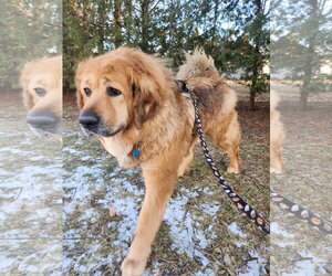Tibetan Mastiff-Unknown Mix Dogs for adoption in New London, WI, USA