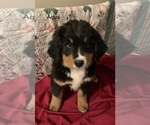 Puppy 4 Bernese Mountain Dog