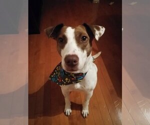 Gucci - Female Labrador Retriever-Unknown Mix Dog for Adoption - Photo #6