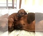 Small #4 Rhodesian Ridgeback