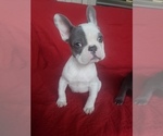 Small Photo #1 French Bulldog Puppy For Sale in LITTLE ELM, TX, USA