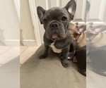 Small Photo #6 French Bulldog Puppy For Sale in FITCHBURG, WI, USA