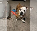 Small #12 Boxer Mix