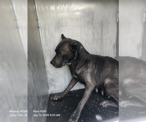 Medium Photo #1 American Staffordshire Terrier-Unknown Mix Puppy For Sale in San Antonio, TX, USA