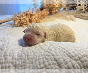 Labradoodle Puppy for sale in PEMBROKE, GA, USA