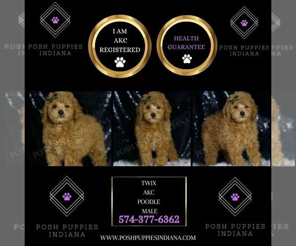 Medium Photo #2 Poodle (Toy) Puppy For Sale in WARSAW, IN, USA