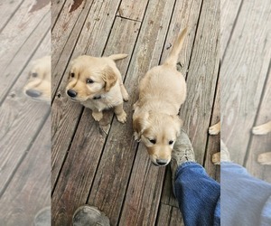 Golden Retriever Puppy for sale in VERONA, MO, USA
