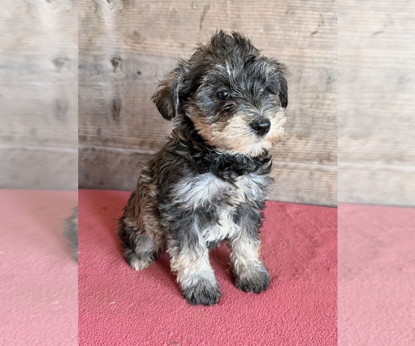 Medium Photo #9 Schnauzer (Miniature) Puppy For Sale in VERMONTVILLE, MI, USA