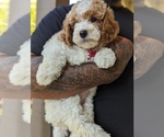 Small Photo #4 Cavapoo Puppy For Sale in SACRAMENTO, CA, USA