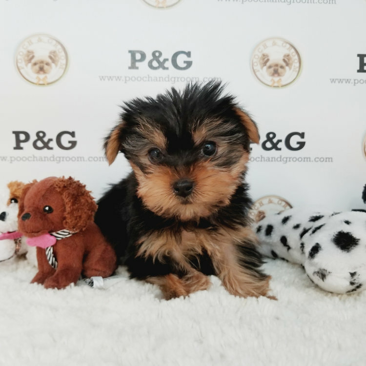 Medium Photo #2 Yorkshire Terrier Puppy For Sale in TEMPLE CITY, CA, USA