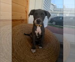 Small #2 Catahoula Leopard Dog Mix