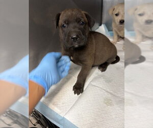 Mutt Dogs for adoption in San Bernardino, CA, USA