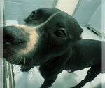 Small Mutt