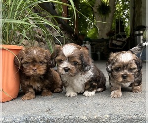Schweenie Puppy for sale in BATTLE CREEK, MI, USA