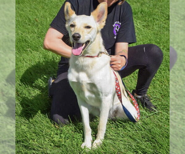 Medium Photo #5 Basenji-Unknown Mix Puppy For Sale in Huntley, IL, USA