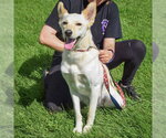 Small #4 Basenji Mix