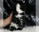 Small #5 Cavalier King Charles Spaniel