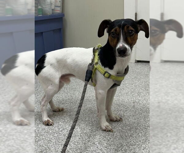 Medium Photo #2 Jack Russell Terrier Puppy For Sale in Lancaster, PA, USA