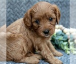 Small #1 Cavapoo