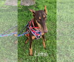 Small #1 Doberman Pinscher