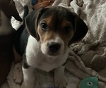 Small Photo #12 Beabull-Beagle Mix Puppy For Sale in HILLSBOROUGH, NJ, USA