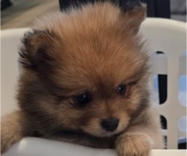 Medium Photo #1 Pomeranian Puppy For Sale in MENIFEE, CA, USA