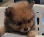 Puppy Autumn Pomeranian