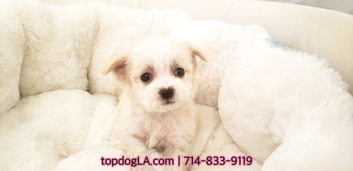 Medium Photo #1 Maltese-Poodle (Standard) Mix Puppy For Sale in LA MIRADA, CA, USA
