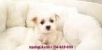 Small Photo #1 Maltese-Poodle (Standard) Mix Puppy For Sale in LA MIRADA, CA, USA
