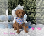 Puppy Fern Goldendoodle