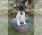 Romeo - Male Rat Terrier Puppy for Sale - Photo #4