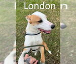 Small #3 Bull Terrier-Labrador Retriever Mix