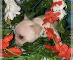 Small Photo #6 French Bulldog Puppy For Sale in MERIDEN, MN, USA