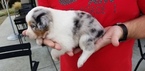 Small Photo #5 Australian Shepherd Puppy For Sale in RIVERBANK, CA, USA