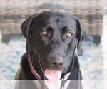Small Photo #7 Labrador Retriever Puppy For Sale in BONAIRE, GA, USA