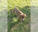 Small #4 Mutt