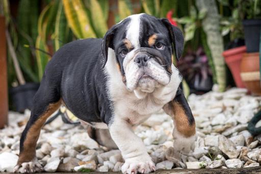 Medium Photo #1 Bulldog Puppy For Sale in CUTLER BAY, FL, USA
