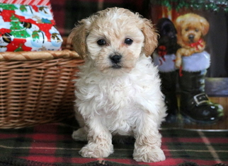 Zuchon Puppy for sale in MOUNT JOY, PA, USA