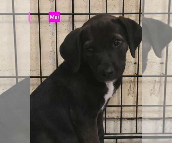 Medium Photo #6 Labrador Retriever-Unknown Mix Puppy For Sale in Alexander, AR, USA