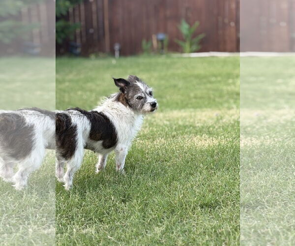 Medium Photo #1 Mutt Puppy For Sale in Dallas, TX, USA