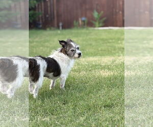 Mutt Dogs for adoption in Dallas, TX, USA