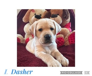 Labrador Retriever Puppy for sale in FOREST HILL, MD, USA