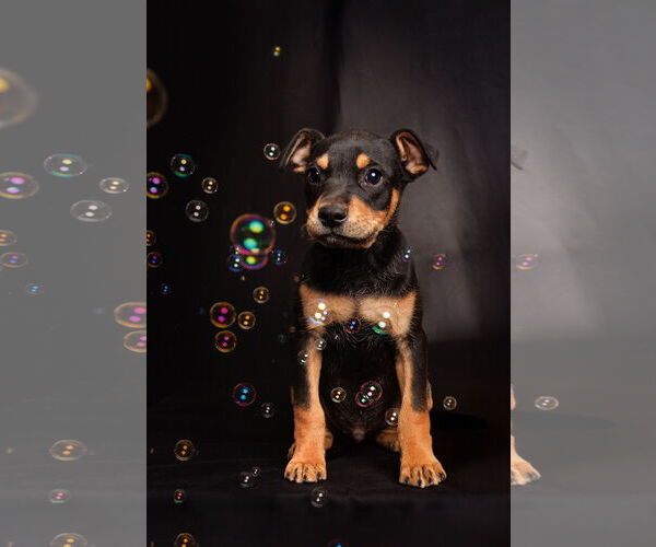 Medium Photo #8 American Staffordshire Terrier-Chihuahua Mix Puppy For Sale in McKinney, TX, USA