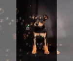 Small #7 American Staffordshire Terrier-Chihuahua Mix