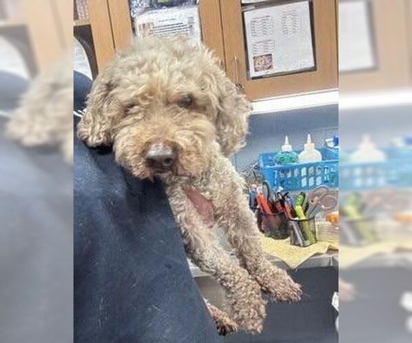 Medium Photo #2 Poodle (Miniature) Puppy For Sale in New York, NY, USA