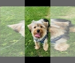 Small Photo #1 Yorkshire Terrier Puppy For Sale in WAYNE, NJ, USA