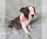 Small #4 Boston Terrier