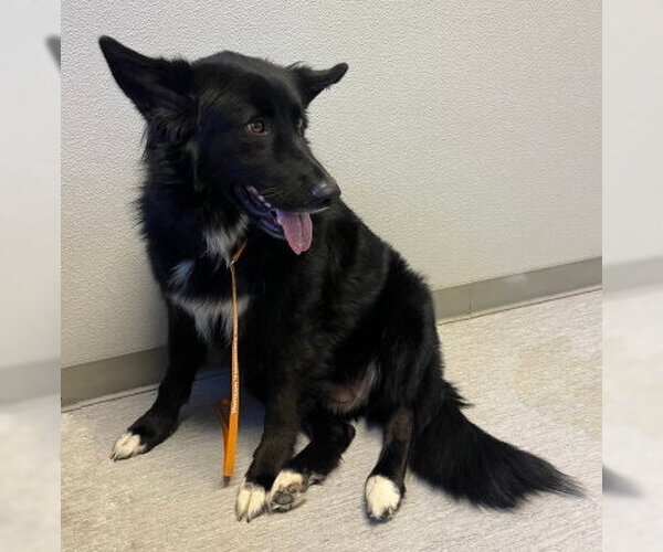 Medium Photo #4 Border Collie-Unknown Mix Puppy For Sale in Ventura, CA, USA